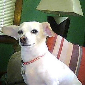 Meet your Posher, Paula